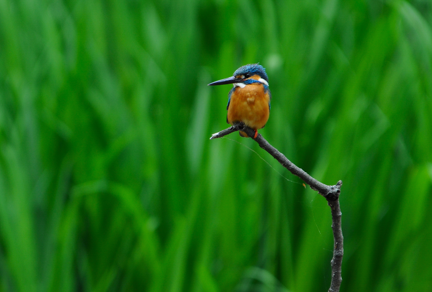 kingfisher